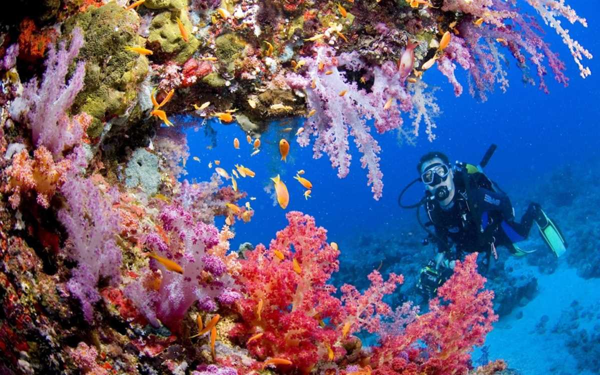 Невероятное многообразие животного и растительного царства подводных глубин.